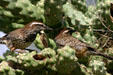 Cactus wren. Phoenix, AZ.