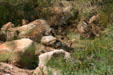 Rabbit in Paradise Valley. Phoenix, AZ.