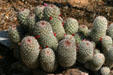 Cactus with red flowers in Paradise Valley. Phoenix, AZ.