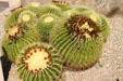 Barrel cactus. Phoenix, AZ.