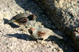 California Quail. Scottsdale, AZ.