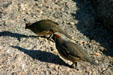 California Quail. Scottsdale, AZ.