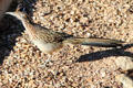 Road Runner in Sonoran Desert. Tucson, AZ.