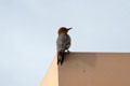 Gila woodpecker in Sonoran Desert. Tucson, AZ.