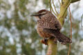 Cactus wren in Sonoran Desert. Tucson, AZ.
