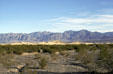 Shrubs on valley floor of Death Valley National Park. CA.
