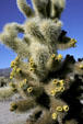 Cholla cactus plant in Joshua Tree National Park. CA.