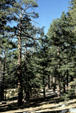 Pine forest of San Jacinto State Park. CA.