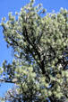 Canopy of pine tree in San Jacinto State Park. CA.