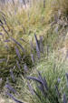 Grasses near Aerial Tramway lower station. CA.