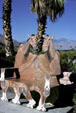 Bench with camel shapes at Palm Springs tourist office. CA