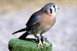 American Kestrel <i>Falco sparverius</i> at Living Desert Zoo. Palm Desert, CA