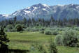 Meadow against snow-capped mountain at Lake Tahoe. CA.