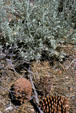 Pine cones at Lake Tahoe. CA.