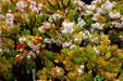 Succulent in garden of Casa Soberanes. Monterey, CA.