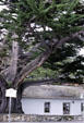 Lara-Soto Adobe. Monterey, CA.