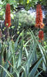 Cactus at Lara-Soto Adobe. Monterey, CA.