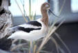 American Avocet in shorebird display at Monterey Bay Aquarium. Monterey, CA.