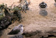 Killdeer at Monterey Bay Aquarium. Monterey, CA.