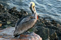 Pelican perched at Long Beach. Long Beach, CA.