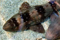 Zebra shark at Aquarium of the Pacific. Long Beach, CA.
