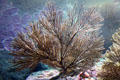 Sea fan at Aquarium of the Pacific. Long Beach, CA.
