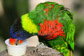 Rainbow lorikeet at Aquarium of the Pacific. Long Beach, CA.