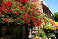 Flowers along Olvera Street. Los Angeles, CA.