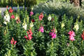 Snap dragons at Beverly Hills City Hall. Beverly Hills, CA.