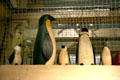 Penguins at Noah's Ark of Skirball Cultural Center. Los Angeles, CA.