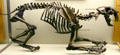 Skeleton of California Saber-Tooth at Museum of La Brea Tar Pits. Los Angeles, CA.