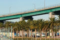 Palm trees along Vincent Thomas Bridge. San Pedro, CA.