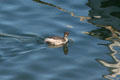 Eared Grebe. San Pedro, CA.