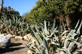 Cacti & succulents at South Coast Botanic Garden. Palos Verdes Peninsula, CA.