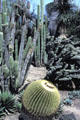 Cacti at Henry E. Huntington Gardens. San Marino, CA.