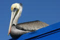 Brown Pelican. San Diego, CA.