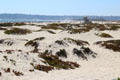 Dunes at Hotel del Coronado. Coronado, CA.