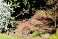 Rabbit in garden of Marston House Museum. San Diego, CA.