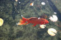 Carp in botanical pond. San Diego, CA.