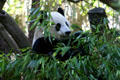 Panda reclining at Balboa Park Zoo. San Diego, CA.