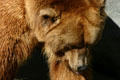 Brown Bear at Balboa Park Zoo. San Diego, CA.