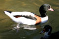 Duck swims at Balboa Park Zoo. San Diego, CA.