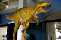 Albertosaur with sculpted skin at San Diego Museum of Natural History. CA.