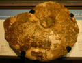 Ammonite partial shell from Carlsbad, CA at San Diego Museum of Natural History. CA.