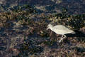 Willet in winter plumage searching tide pools. La Jolla, CA.