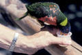 Visitor feeding Australia Rainbow Lorikeet perched on her hand at Wild Animal Park. San Diego, CA.