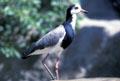 Long Toed Plover from Africa at Wild Animal Park. San Diego, CA.