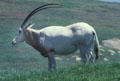 Scimitar Horned Oryx at Wild Animal Park. San Diego, CA.