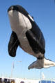 Balloon orca whale over Balloon Parade. San Diego, CA.