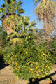 Orange trees near at San Bernardino Asistencia. Redlands, CA.